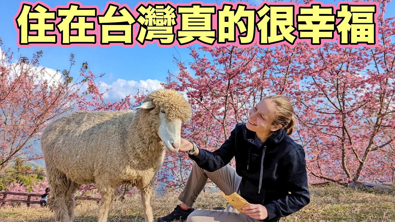 外國人在台灣最愛的地方❤️ 來到夢想天堂！山林溫泉營地＋360度俯瞰合歡山｜清境農場櫻花大爆發｜Traveling To The Most Beautiful Place In Taiwan