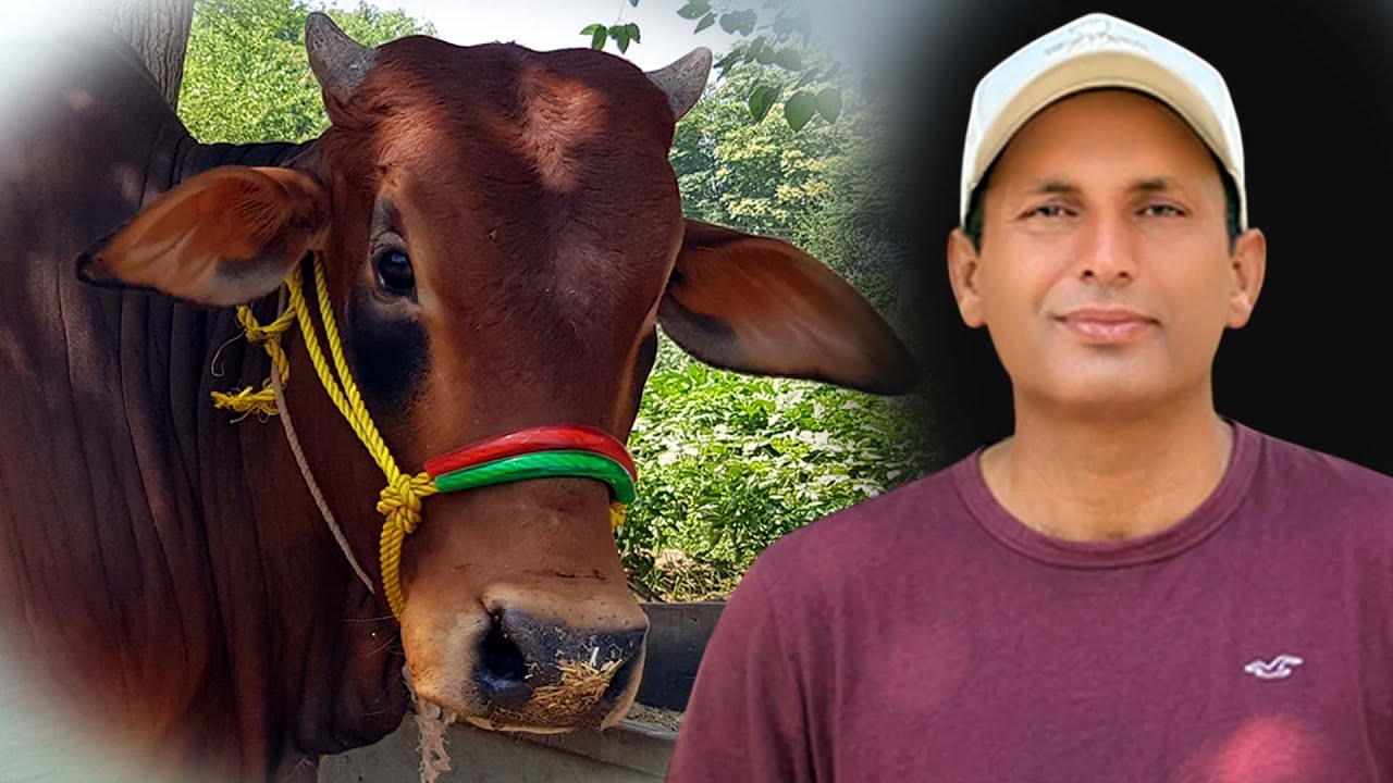 Heavy and Big Bulls Rate in Pakistan | Animals in Khura khail village