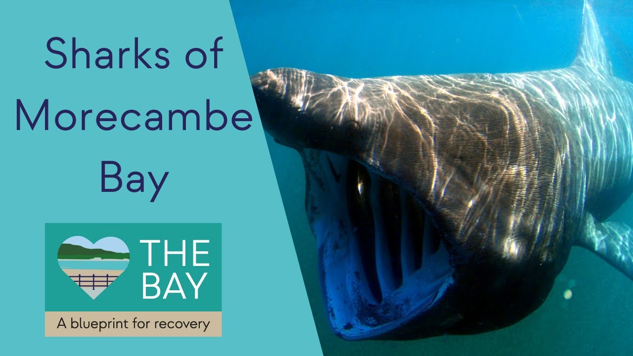 Sharks of Morecambe Bay | The Bay