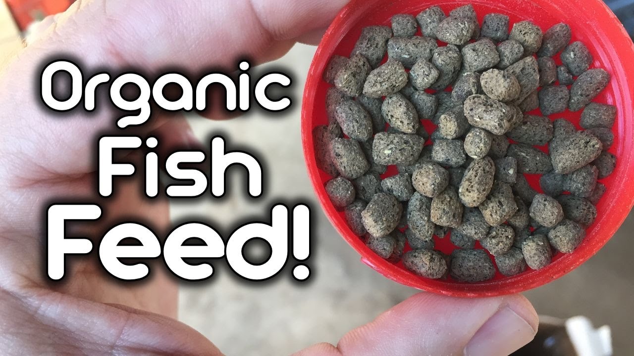 Organic Fish Feed for Aquaponics