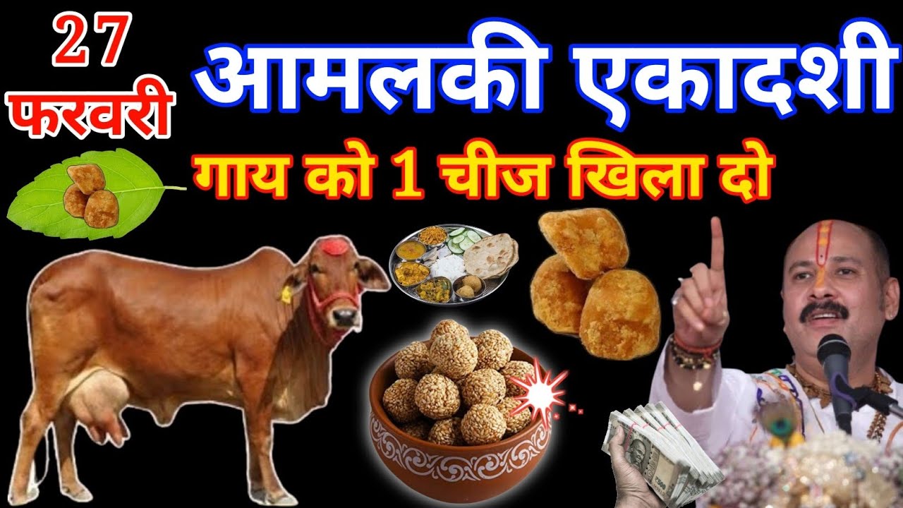 27 फरवरी शुक्रवार आमलकी एकादशी के दिन गाय को ये 1 चीज जरूर खिला दो,, गरीबी होगी दूर// #pradeepmishra