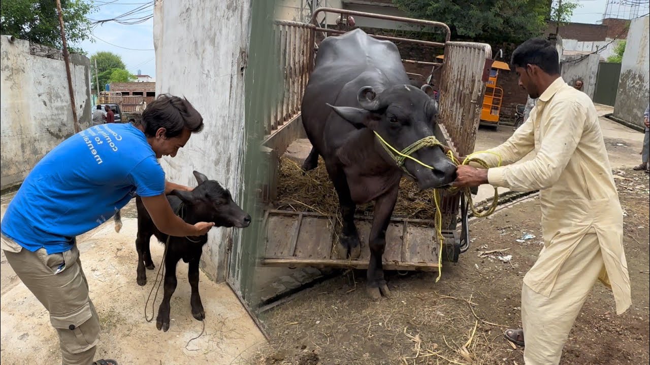 Mini Zoo ma Cow La Aya 😍