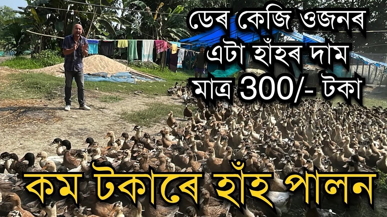 কম টকাৰে হাঁহ পালন।হাঁহৰ দাম এটাত 300/- টকা Duck farming ॥Duck farm in Assam #duckfarming #farming