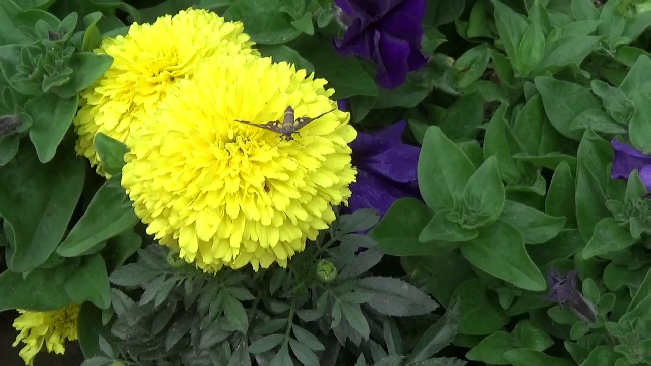 Yellow Inka   Flower Show