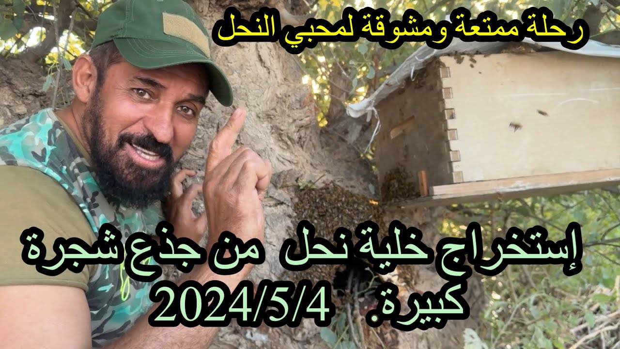 رحلة لصيد النحل وإستخراج خلية من جذع شجرة كبيرة
