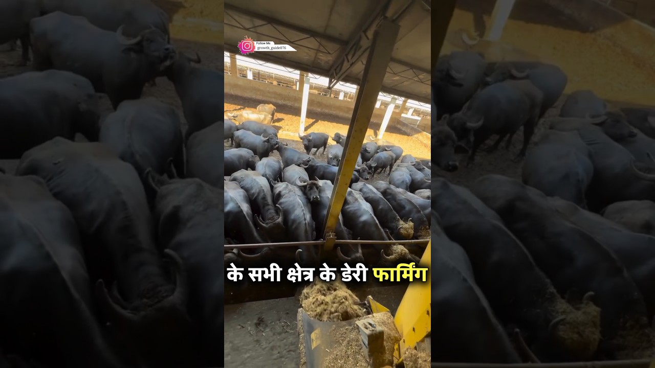 Uttar Pradesh ka युवक naukari ko chhodkar keya start dairy farm #dairyfarm #farming #business