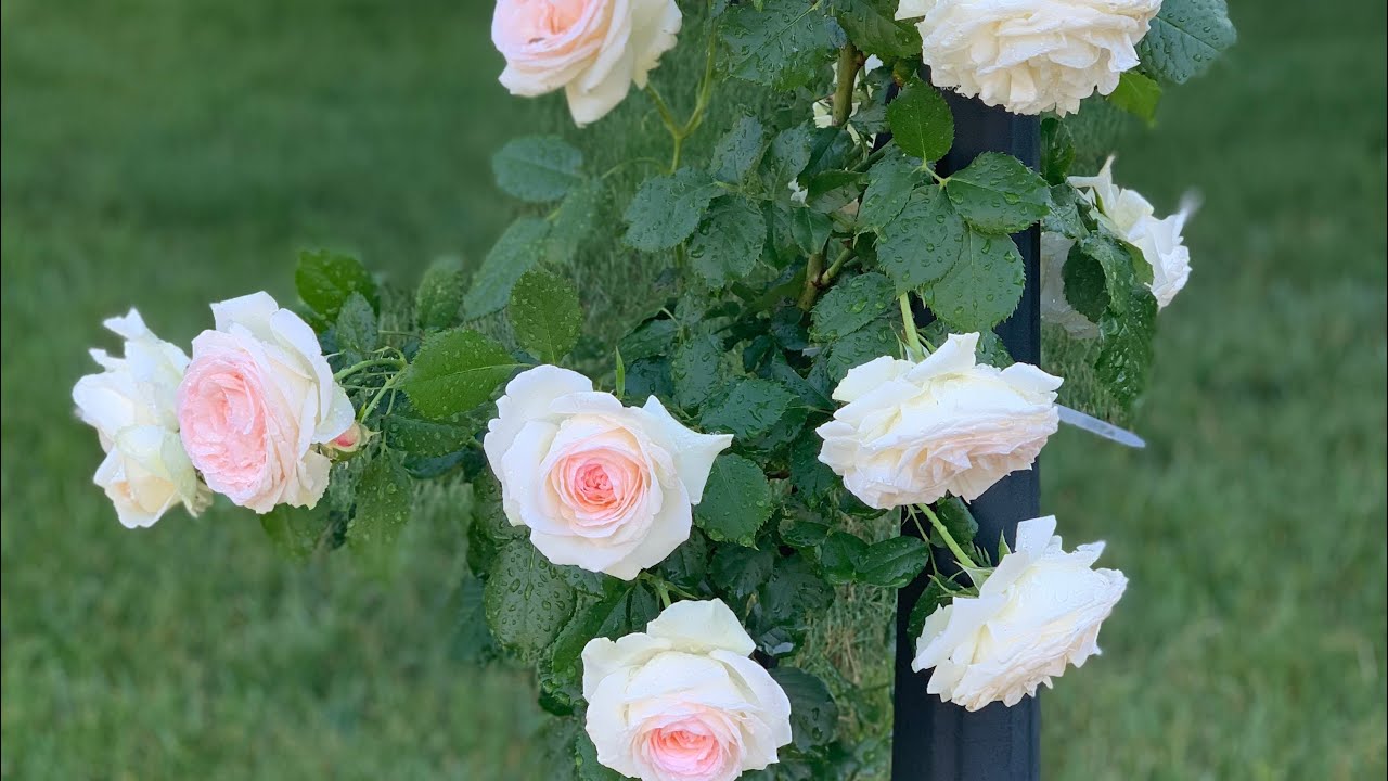 Eden and White Eden Climbing Rose first year