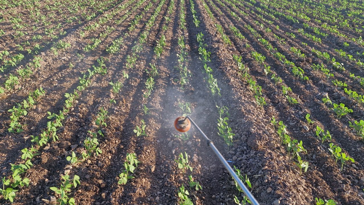 મગ માં ચોથો રાઉન્ડ દવા નો|| farming life 