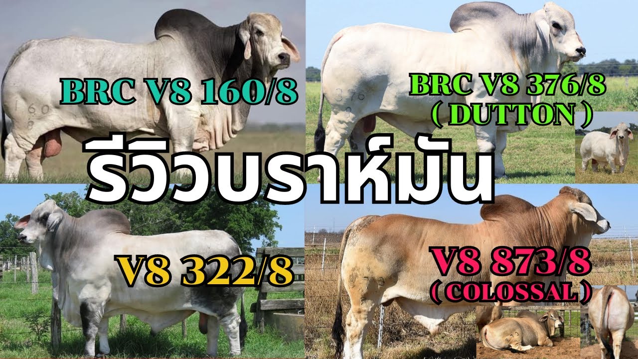 รีวิววัวบราห์มัน (Brahman) BRC V8 160/8, BRC V8 376/8, V8 322/8, V8 873/8