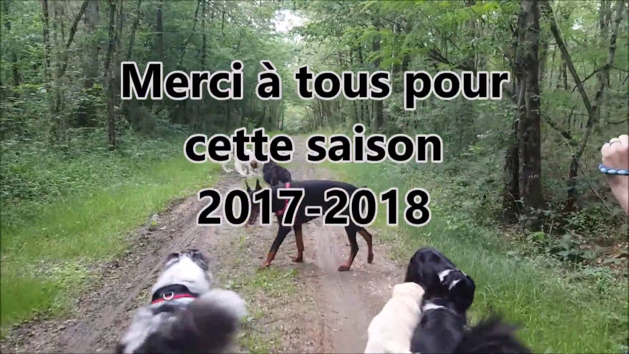 Education canine 37 - cours collectifs - méthodes positives