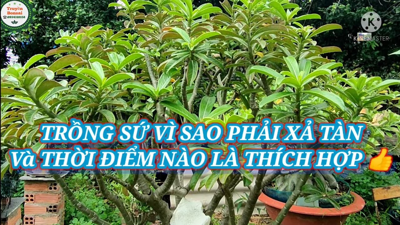 Trồng sứ vì sao phải xả tàn và khi nào là thích hợp nhất/Truyền bonsai