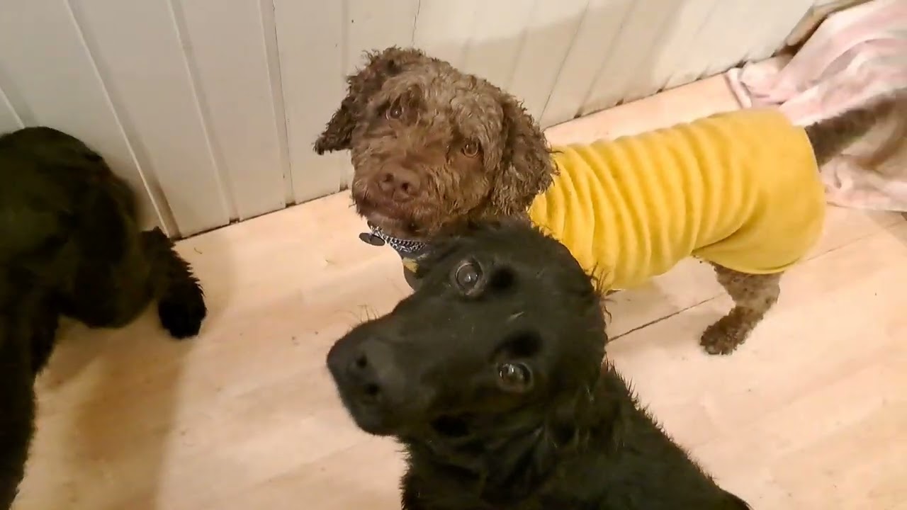 Villakoira tuli taloon, Koirakoulu Homeetta