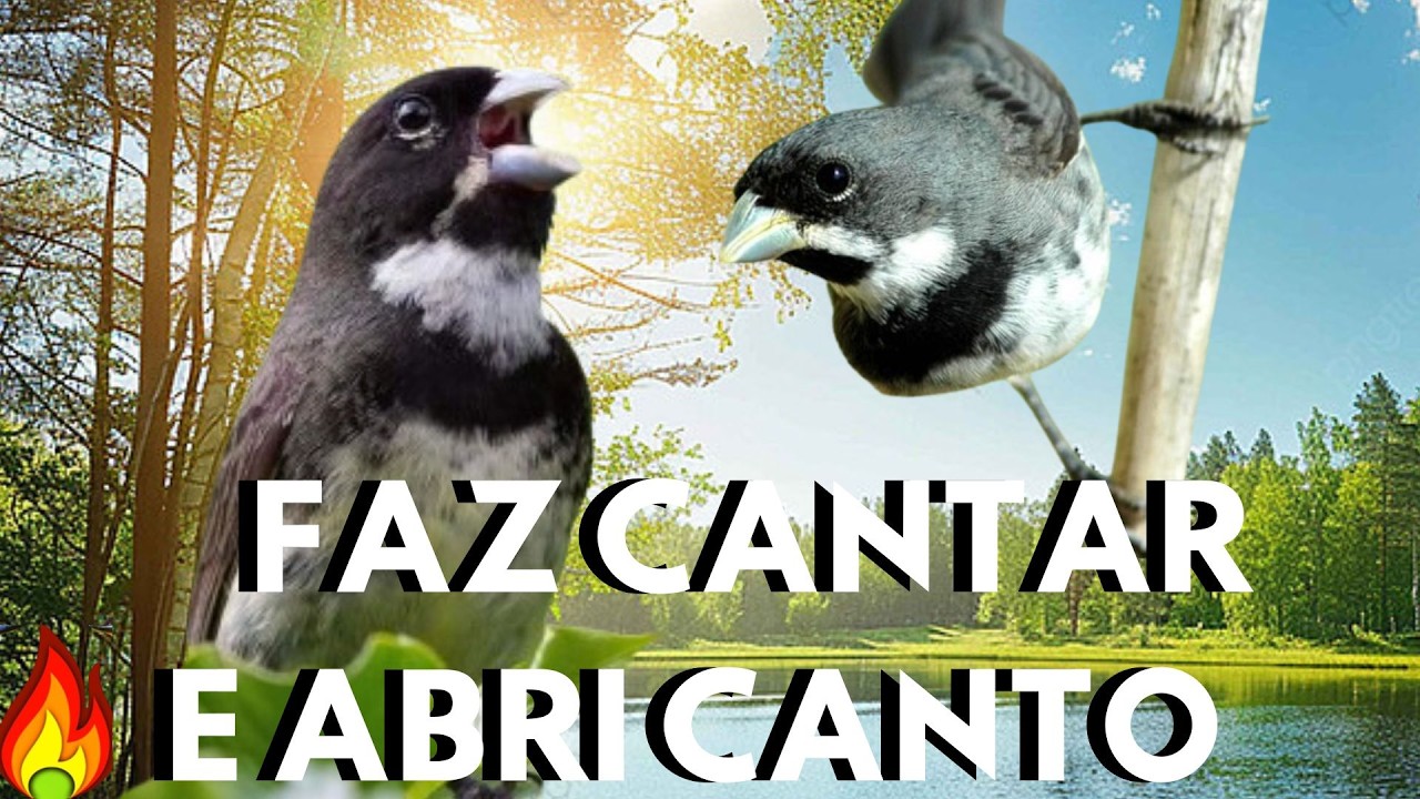 Coleira tui tui para Cantando para ESQUENTAR 💥Canto de coleira tui tui  💥