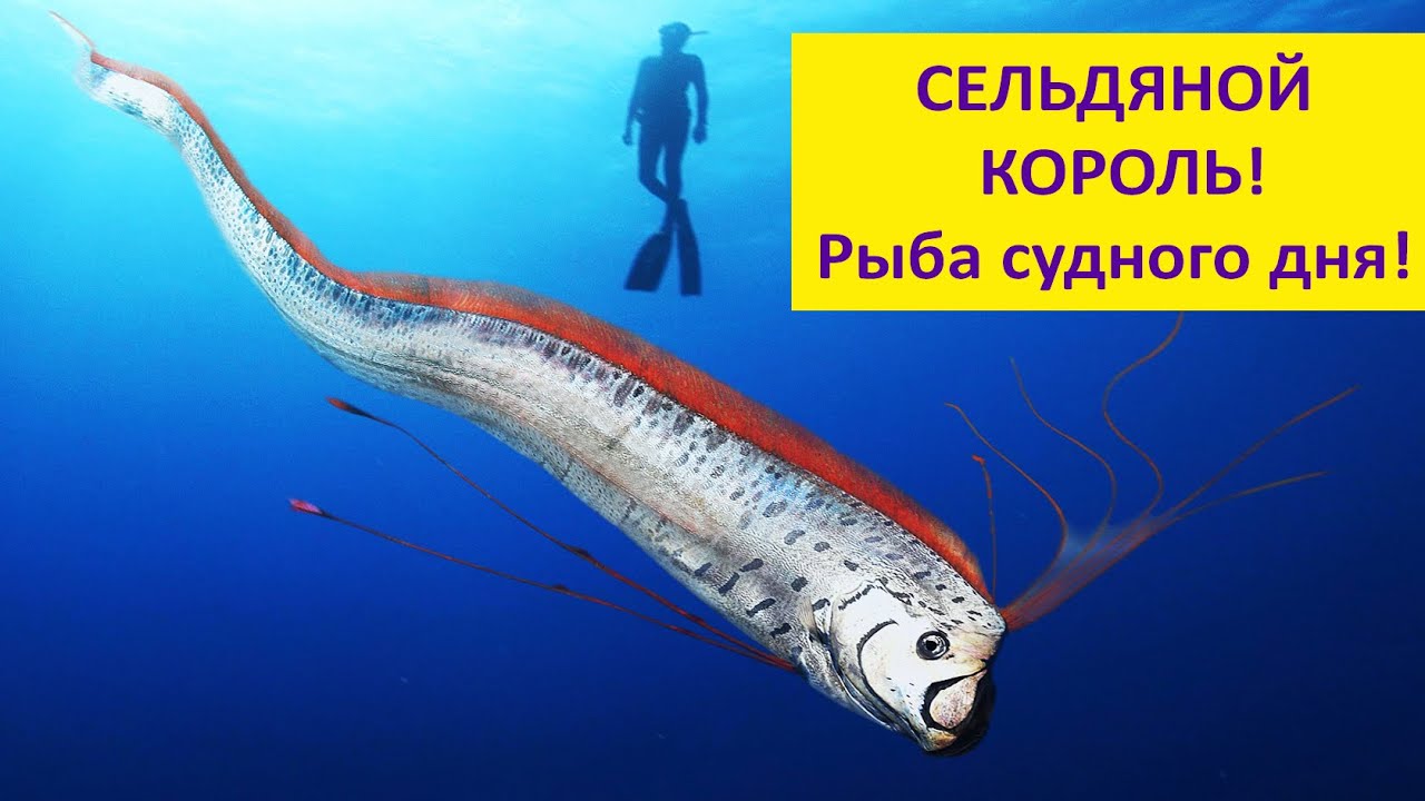 Король сельдей - легендарный и загадочный. Наталья Носова