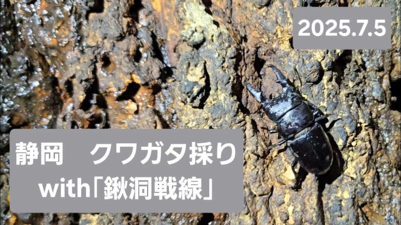 鍬洞戦線さんと静岡クワガタ採集！