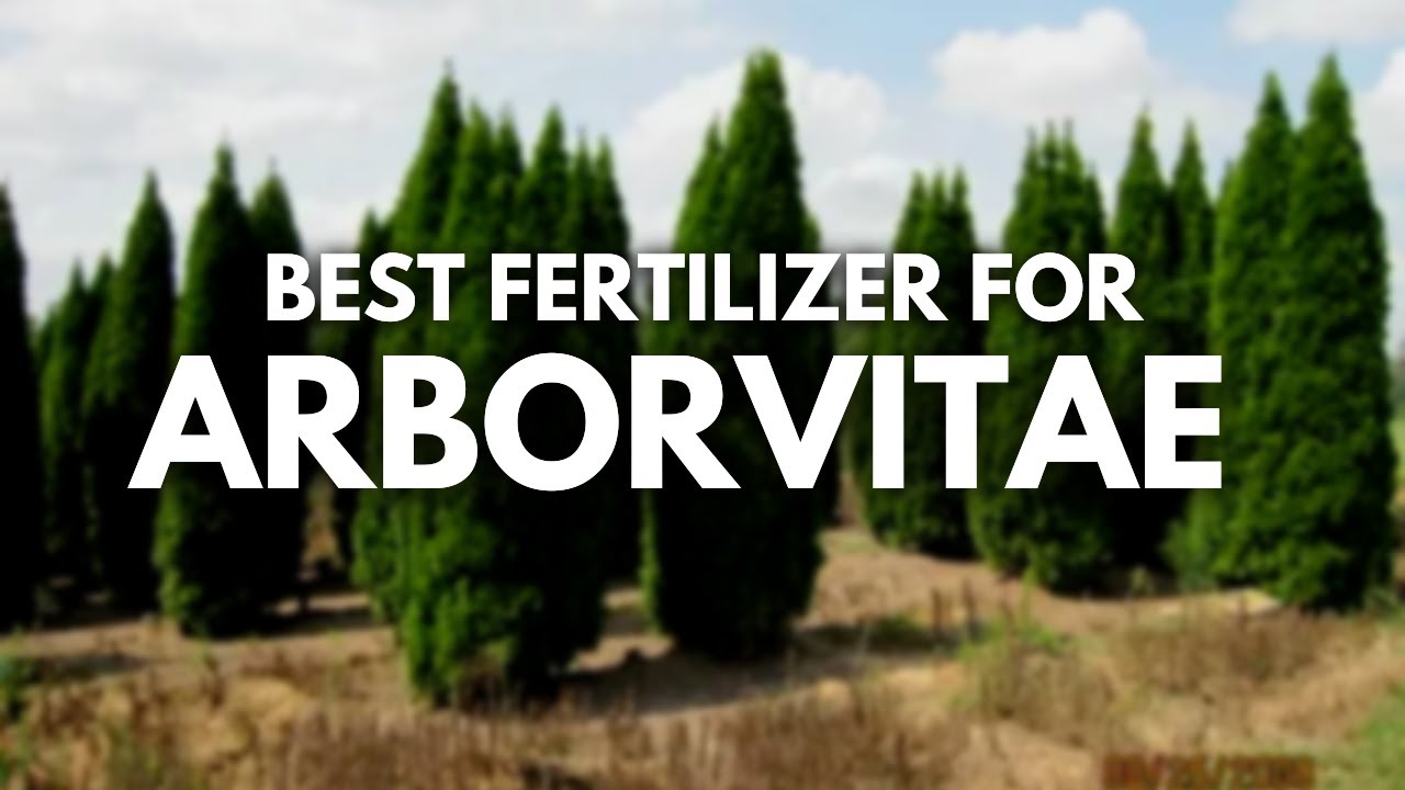 Best Fertilizer For Arborvitae - For Denser and Darker Growth