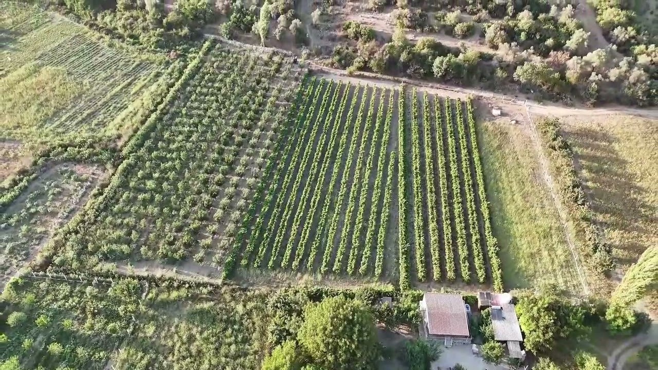 KUŞADASI KİRAZLI’DA KADASTRO YOLA CEPHELİ 3 DÖNÜM ÜZÜM BAĞI