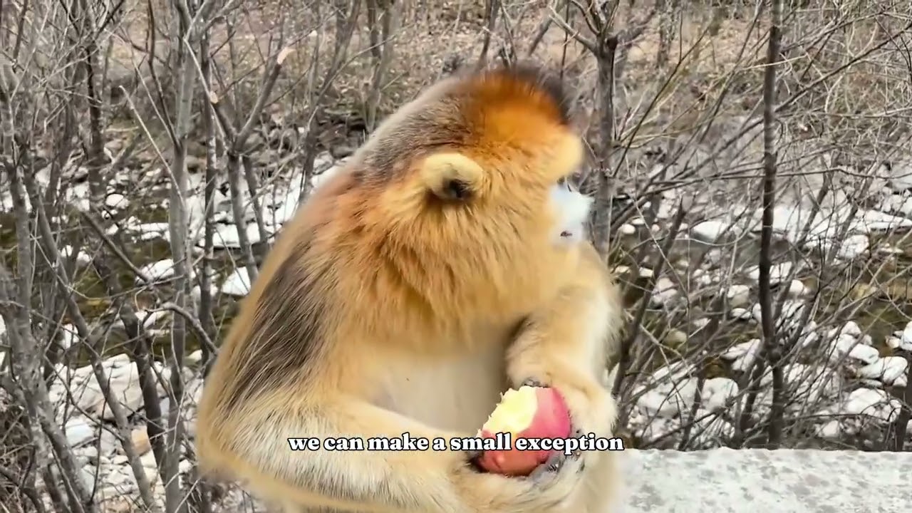 Feeding Cute Golden Monkeys in the Wild | Animal Protector Vlog
