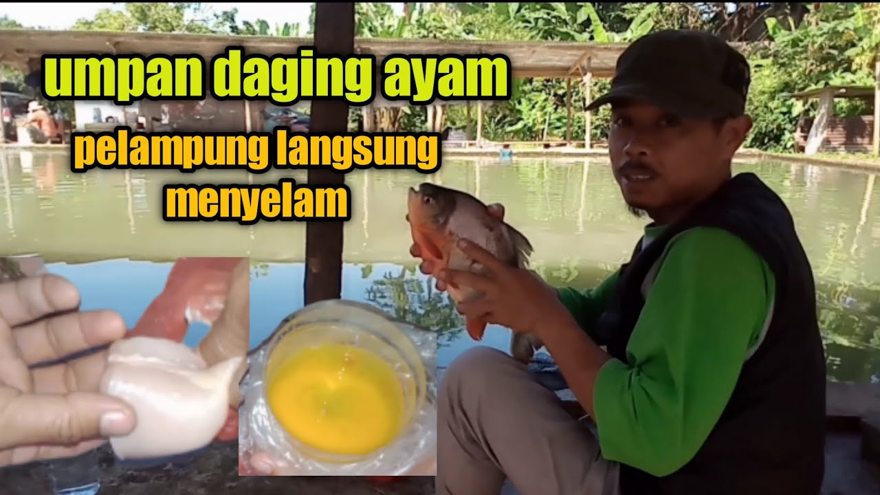 Umpan bawal harian daging ayam+cocolan telor bebek langsung strike