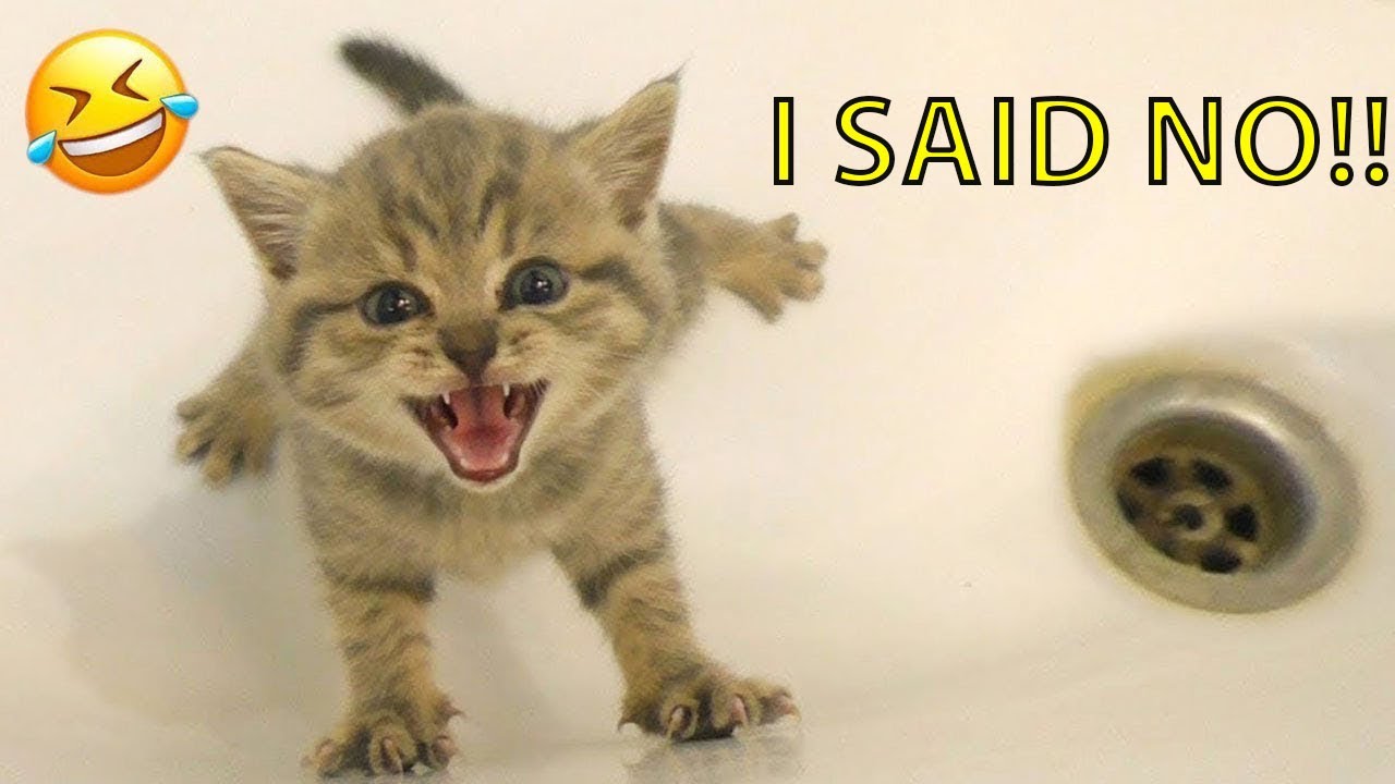 When Cats Talk Back Nonstop Like Humans 😹🗣️