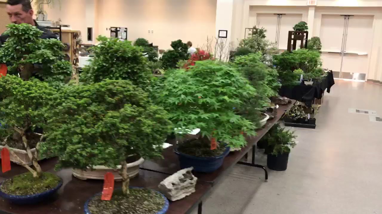 Gateway to Bonsai 2 - American Bonsai Society