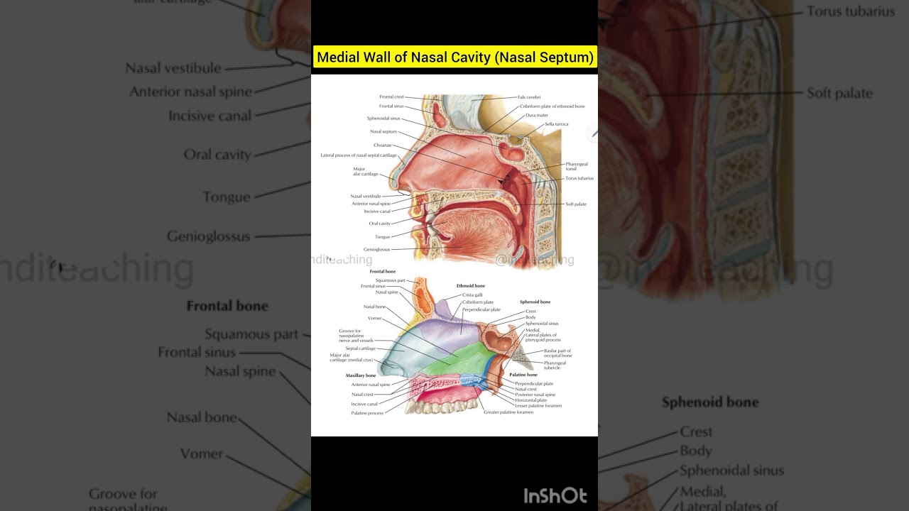Medial Wall of Nasal Cavity (Nasal Septum) | Nasal Region | Human anatomy | @inditeaching 
