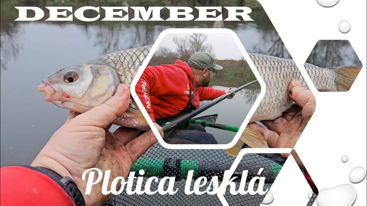 Plotica lesklá je aktívna aj v decembri.