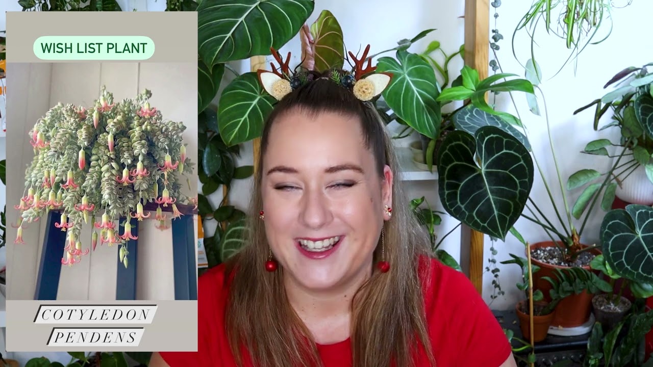 PLANTMAS 2022 -   Wish list pokojovek - Pokojovkové vlogmas