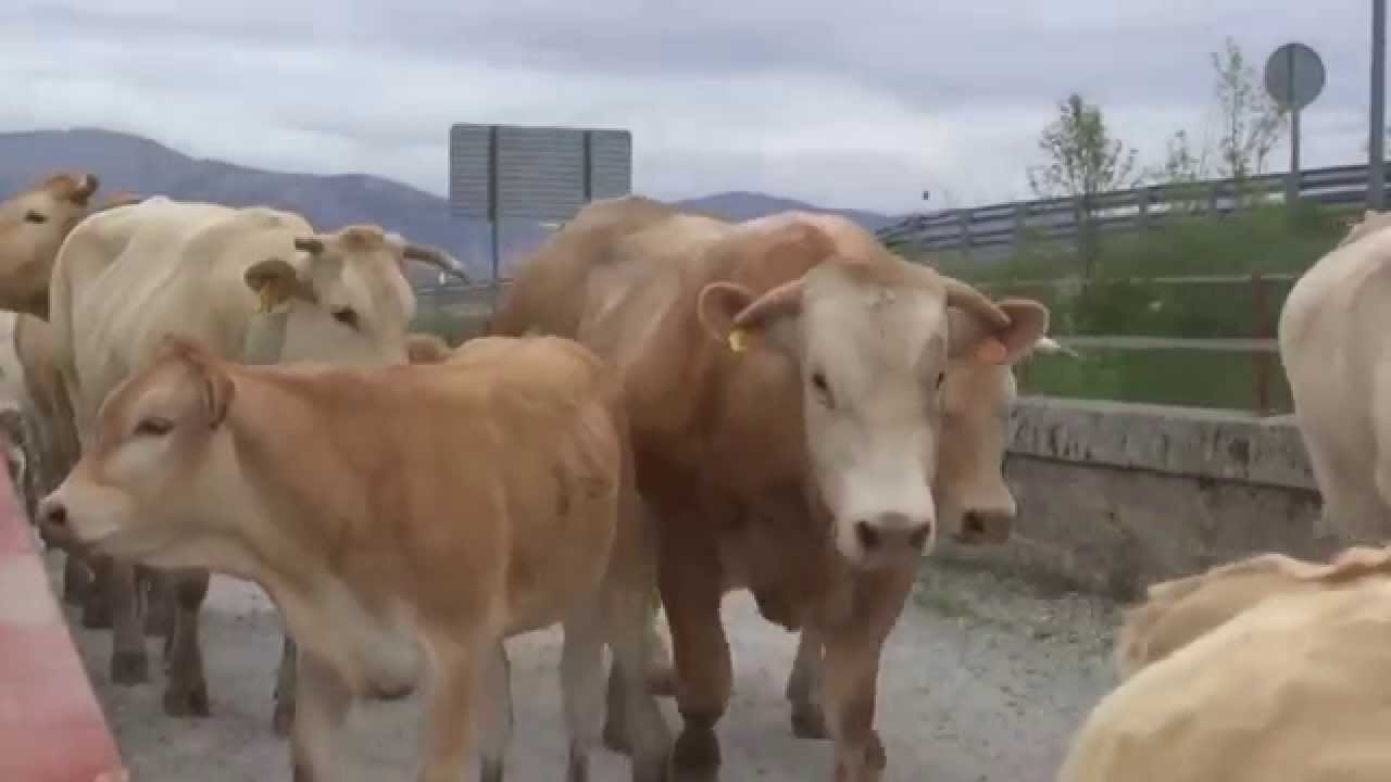 Movimiento de vacas Blonde desde Soto del Real a Colmenar Viejo - Abril 2015