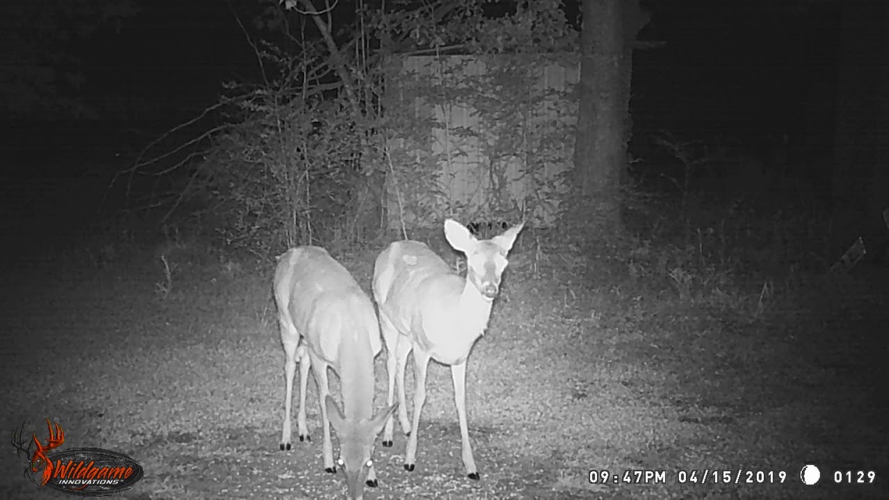 My Back Yard Trail Cam # One  4 16 2019