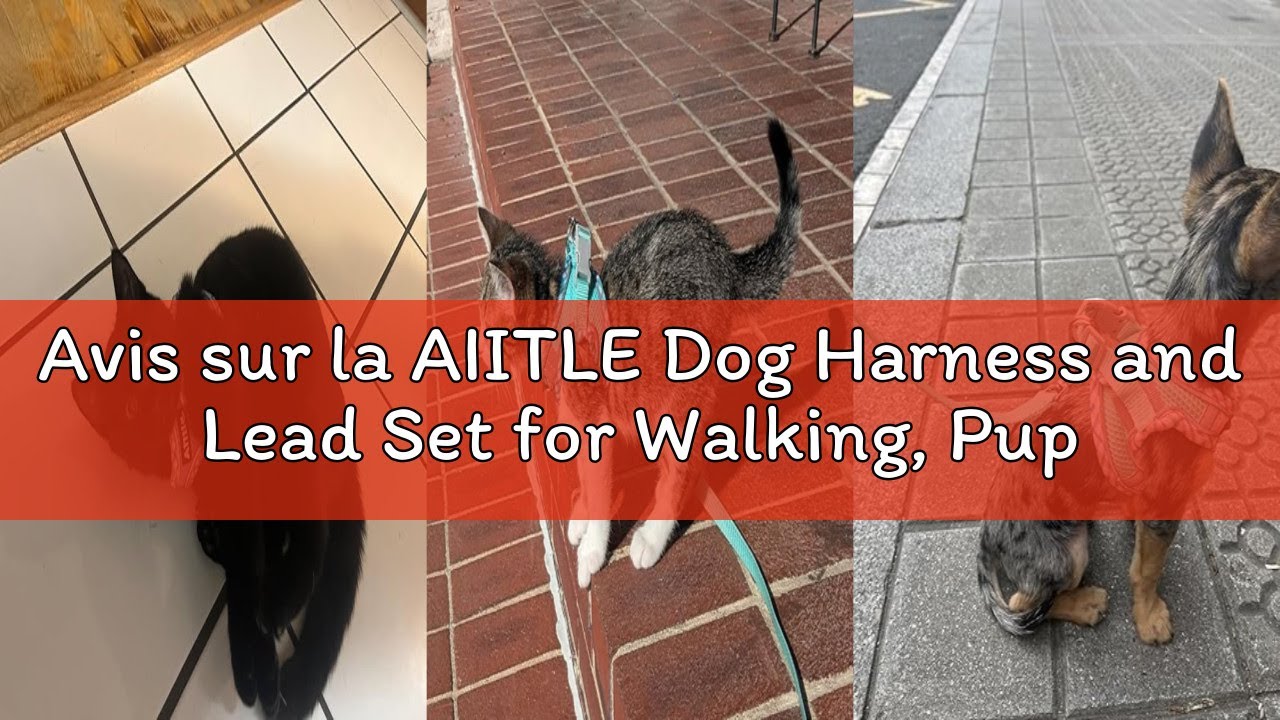 Avis sur la AIITLE Dog Harness and Lead Set for Walking, Puppy Harness, Reflective Strips, for Very