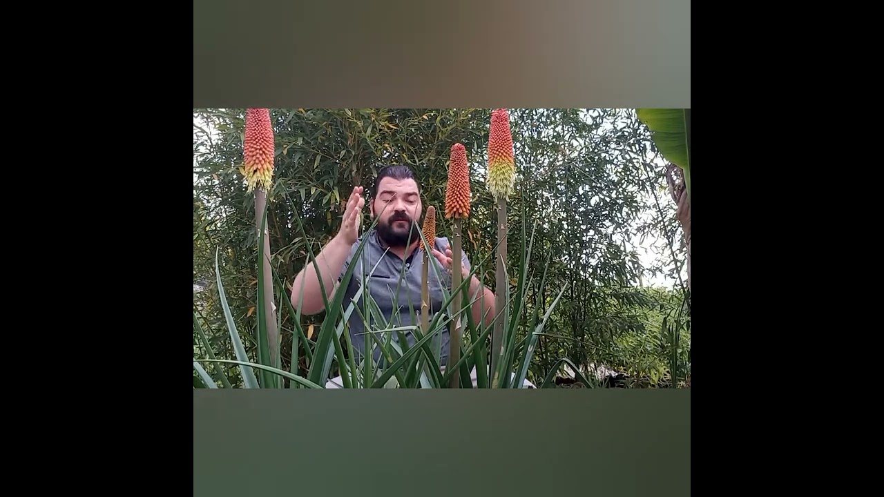 Conseils de culture et entretien du Kniphofia ou tison de Satan