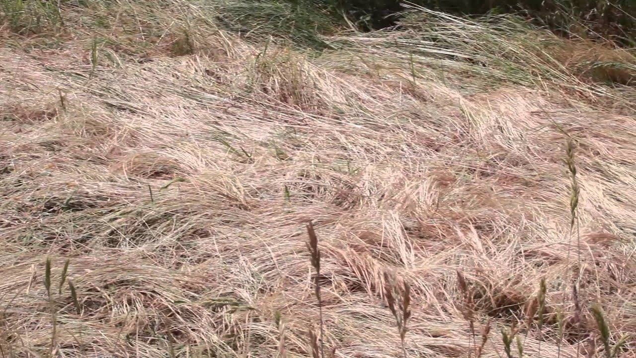 Un verger au naturel