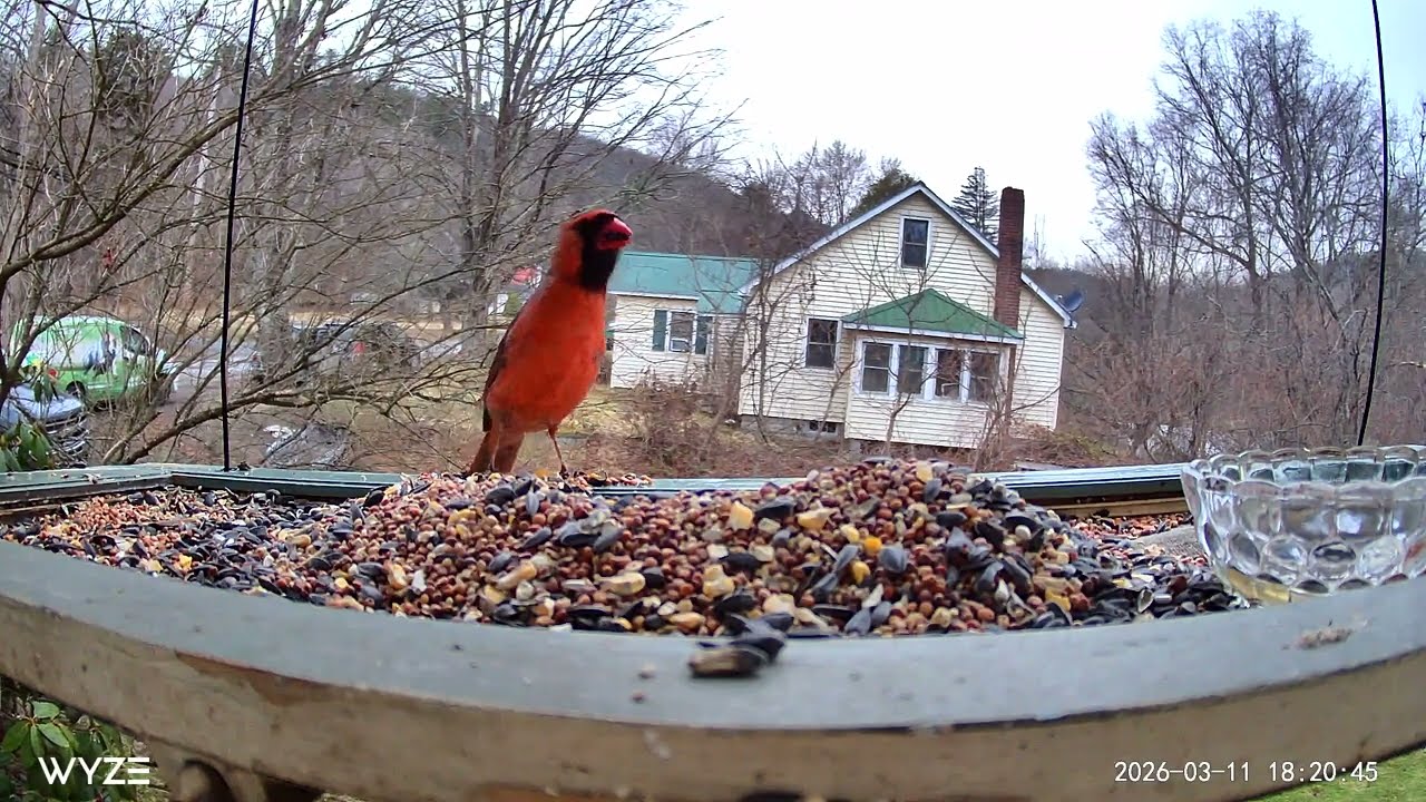 Cardinal grabbing a snack at Dusk