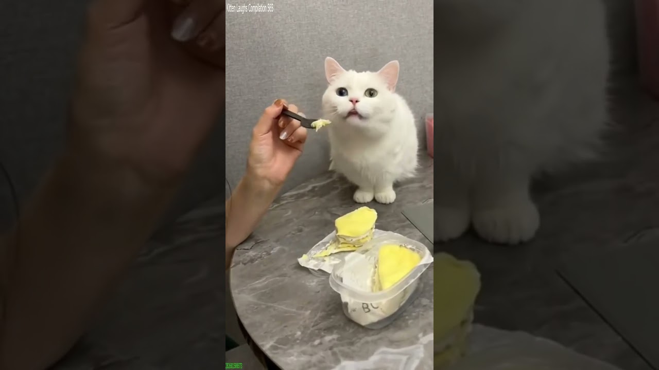 Cat Lover 🥰 #animals 🐕 # Episode 7676