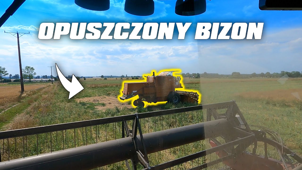 Opuszczony Bizon Na Polu -Rekordowe Pszenżyto u Marka - Ponad 8 ton z Hektara