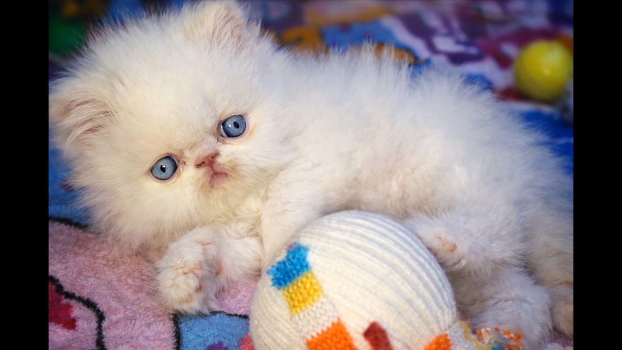 Baby Tommy Playing Nonstop 😍🐱  Cutest Kitten Moments