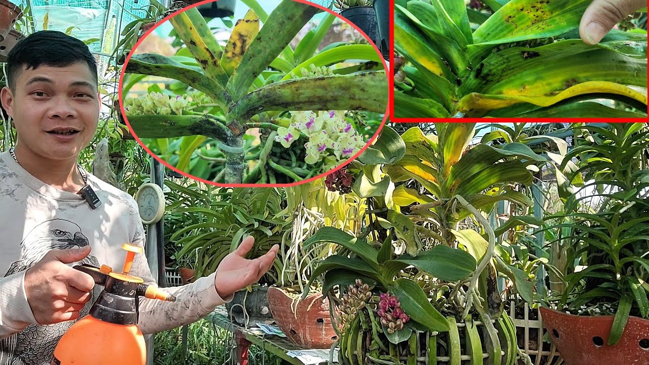 Bệnh rỉ sắt trên đai châu và cách chữa dứt điểm | trồng lan ban công