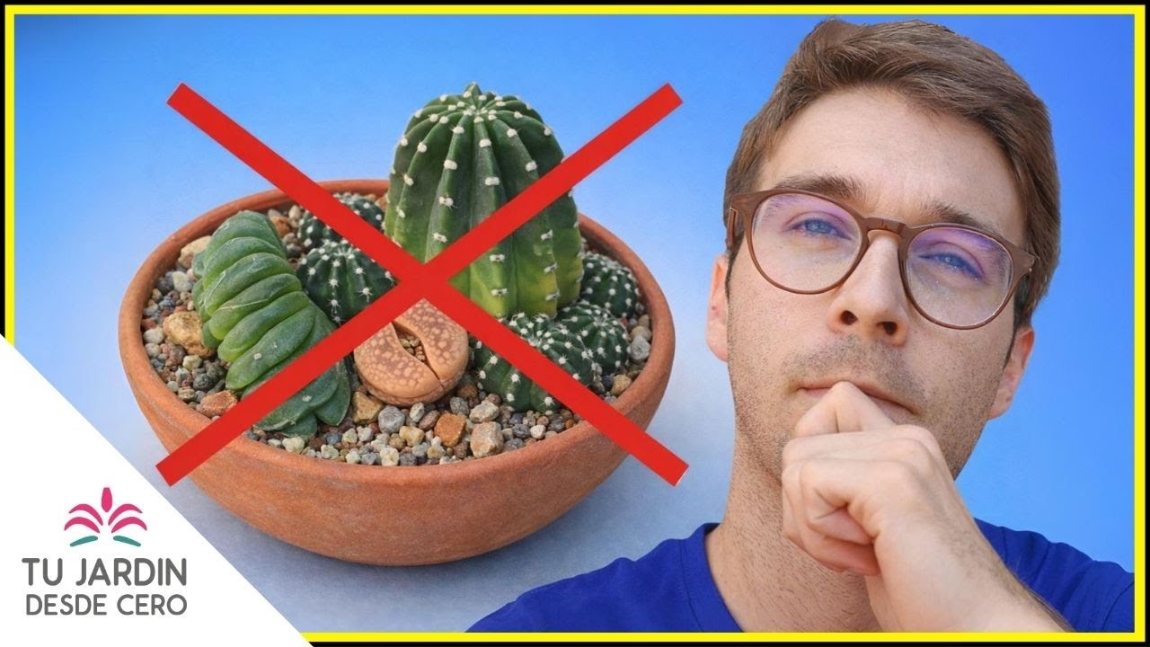 🌵 5 REGLAS para hacer composiciones de cactus y otras suculentas