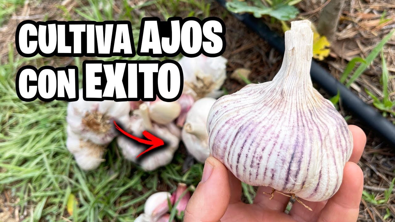 7 ERRORES Cultivando AJOS!! 🧄 Mis TRUCOS Y CONSEJOS Para Cosechar TONELADAS | La Huerta de Ivan