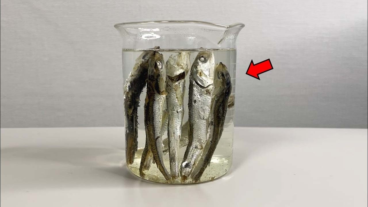 Found Microplastics in Seafood...