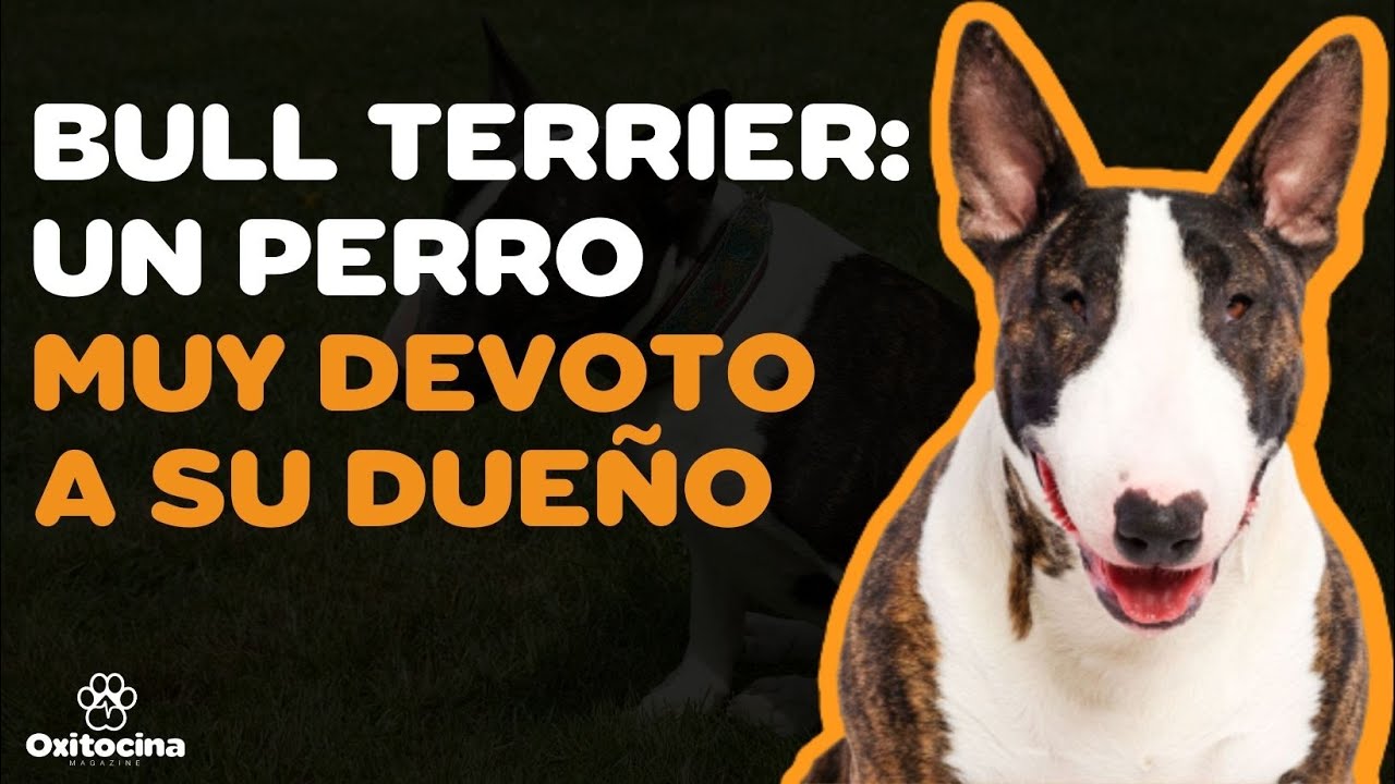 BULL TERRIER: 9 COSAS que debes SABER | PARTE 2