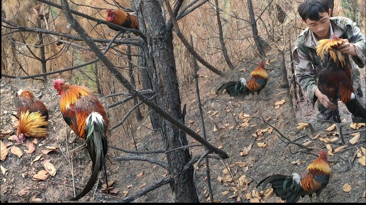 hunting เข้าป่าต่วไก่ป่าเข้าดีมากๆ