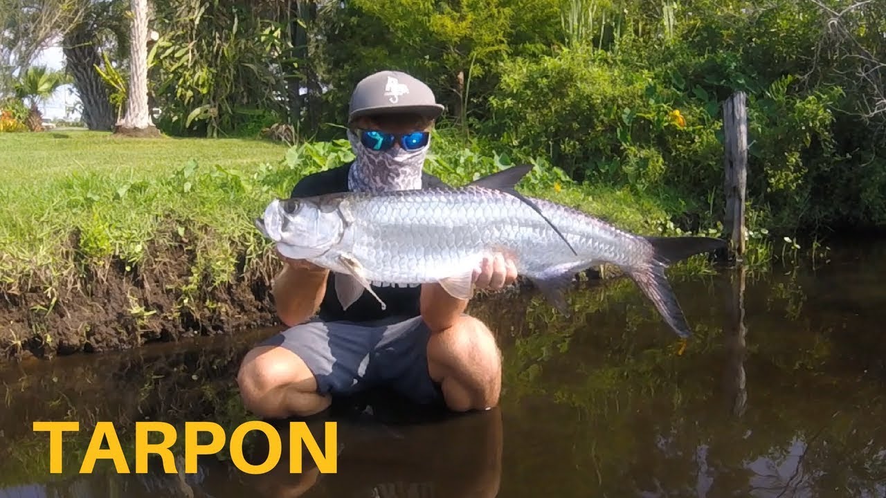 Backwater Tarpon Fishing!!!