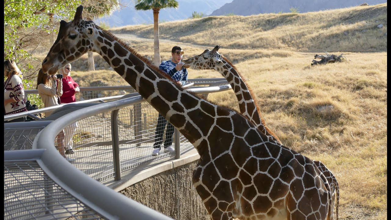 4k Animal & Plant Highlights of The Living Desert Zoo & Gardens