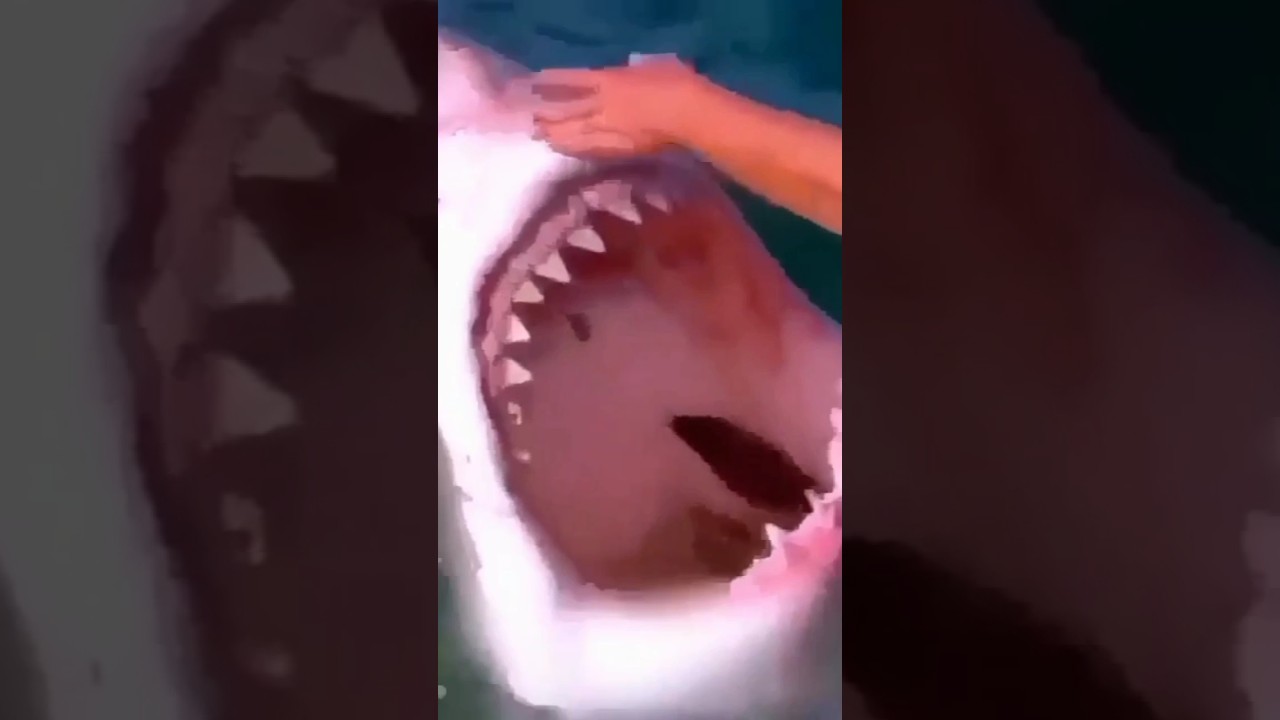 Unique abilities of sharks. #wildlifenature #wildlifekingdom #Shark #wildlifenature short