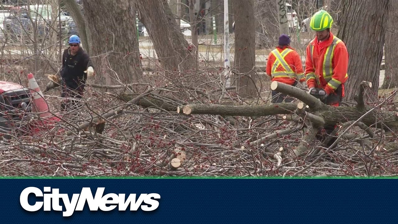Ice storm: Montreal cleaning up thousands of downed tree branches