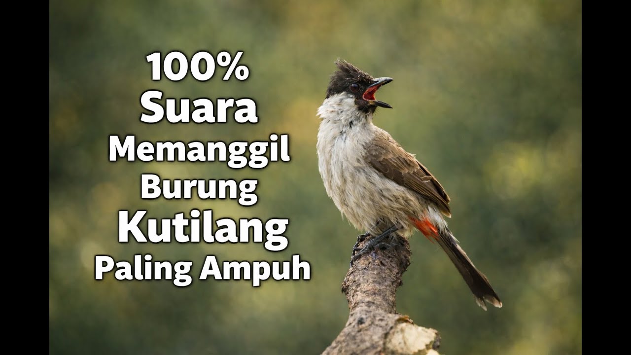 Suara memanggil burung kutilang paling ampuh