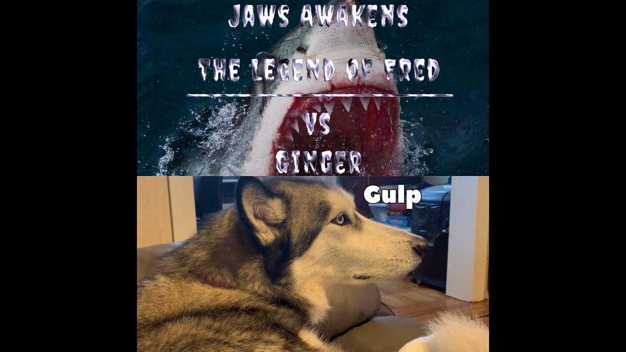 Husky Vs Shark Week