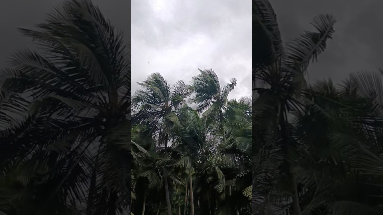 🌧️Konaseema🌀 |#rain #cyclone #shorts #viral
